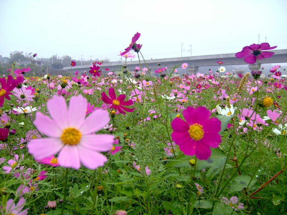 通宵金果乳香花海 摄影：Eva隨手拍