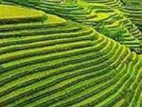 龍脊梯田<br/> 攝影：四川旅遊信息網