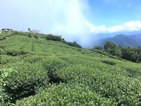 寶山茶園<br/> 攝影：照片來源_高雄旅遊網