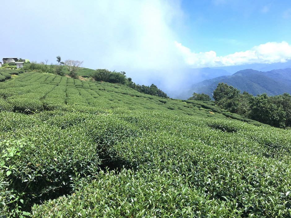 寶山茶園 攝影：照片來源_高雄旅遊網