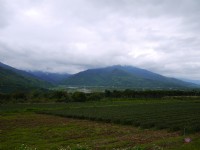 舞鶴茶園景觀<br/> 攝影：三井