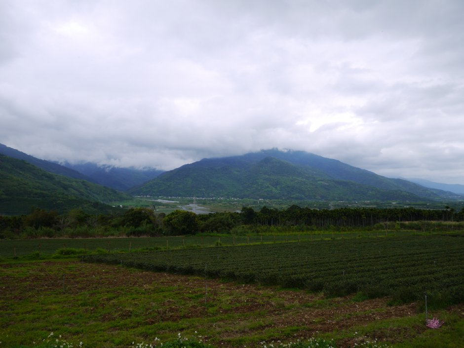 舞鶴茶園景觀 攝影：三井