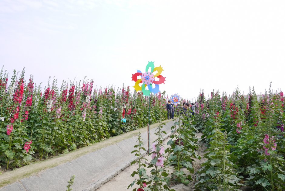學甲蜀葵花海 攝影：三井