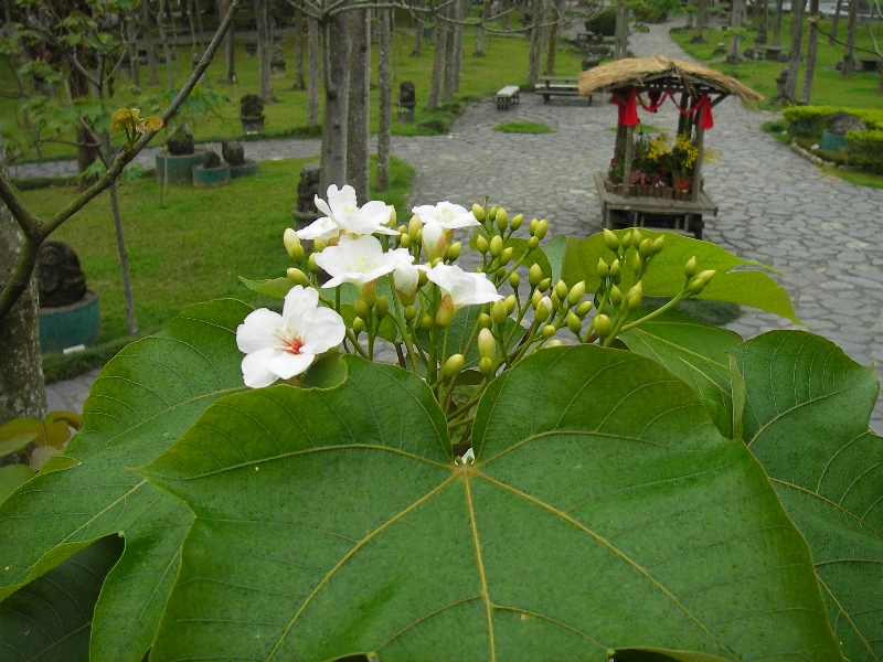 960308第一朵桐花 攝影：牛耳藝術渡假村