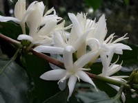 咖啡樹開的花<br/> 攝影：加走咖啡 提供