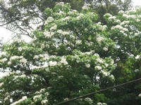 油桐花15<br/> 攝影：Eva隨手拍