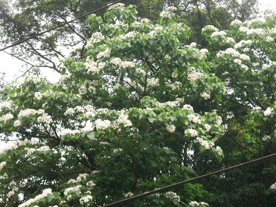 油桐花15 攝影：Eva隨手拍
