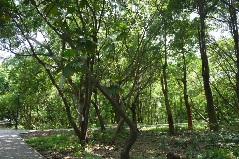 原生植物園 攝影：三井