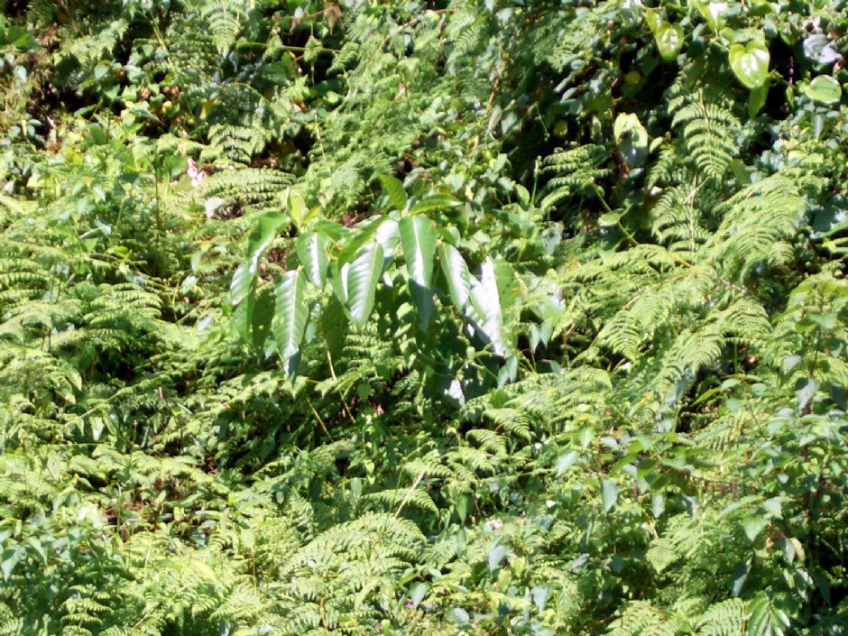 咬人貓(有毒植物) 攝影：鄭惠文