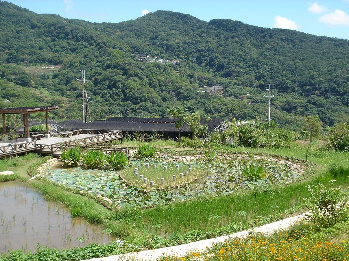后湖湿地-同心池 摄影：陳美吟