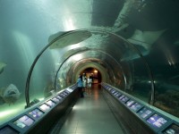 澎湖水族館海洋隧道<br/> 攝影：澎湖水族館