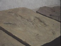 恐龍腳印化石<br/> 攝影：四川旅遊信息網