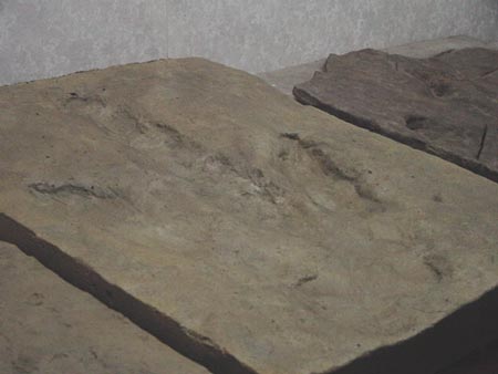 恐龍腳印化石 攝影：四川旅遊信息網