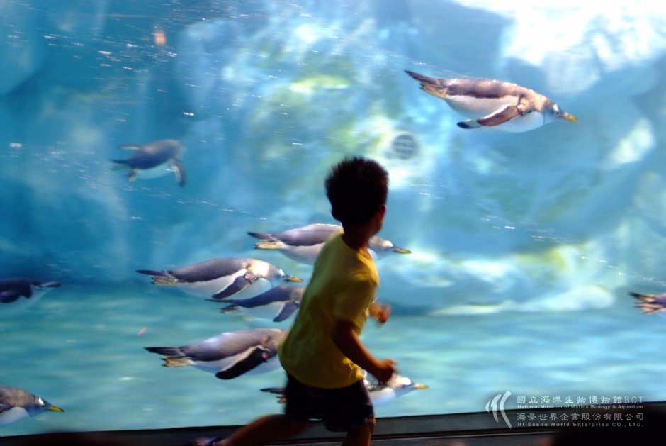 企鵝群 攝影：國立海洋生物博物館