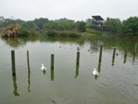 八德埤塘生態公園<br/> 攝影：Eva隨手拍