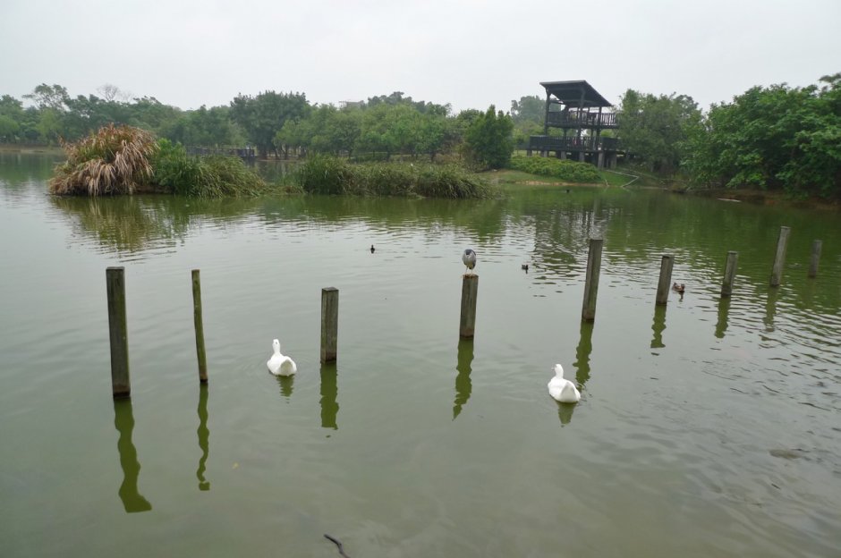 八德埤塘生態公園 攝影：Eva隨手拍
