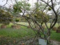 南元花園休閒農場西瓜上樹<br/> 攝影：三井