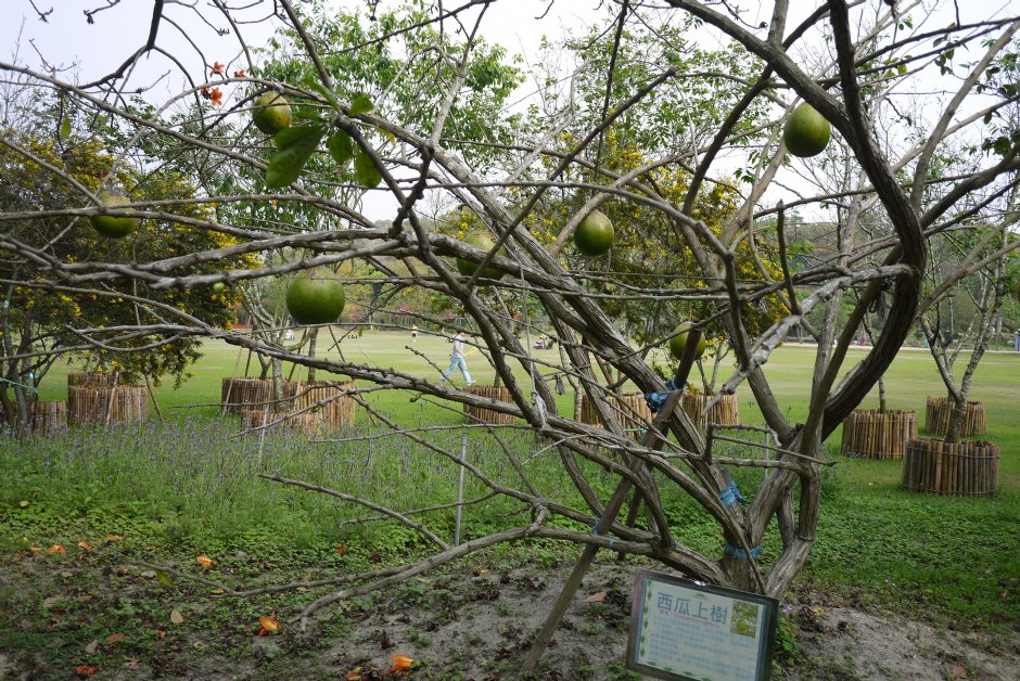 南元花園休閒農場西瓜上樹 攝影：三井