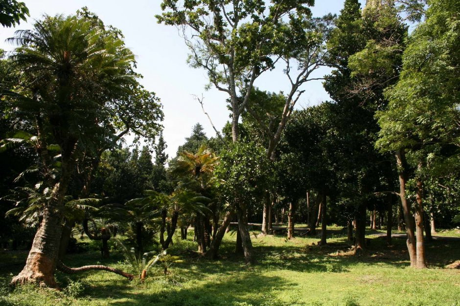層次分明的樹木 攝影：老山羊部落格