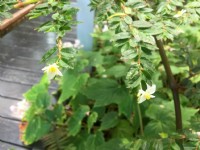 台北典藏植物园<br/> 摄影：Eva隨手拍