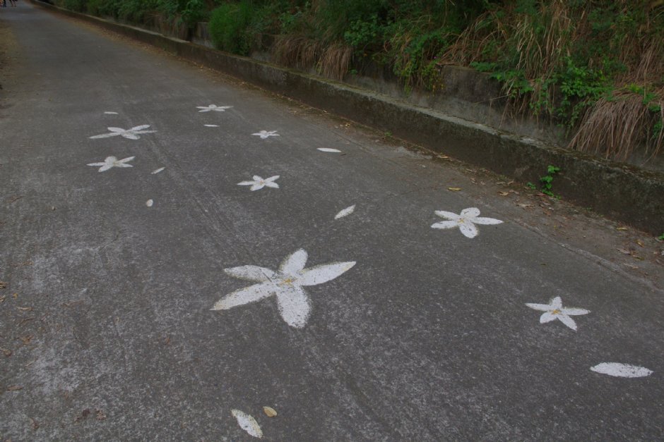 永豐六分桐花步道 攝影：Eva隨手拍