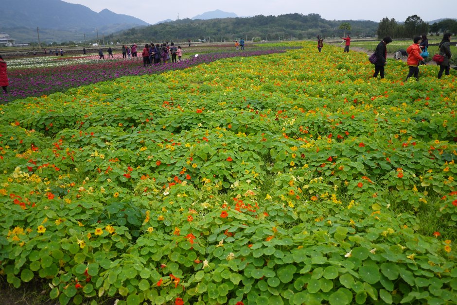 富里農會2015花海 攝影：旅遊王攝影組