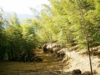 森林步道<br/> 攝影：Eva隨手拍