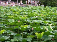 荷花池<br/> 攝影：Eva隨手拍