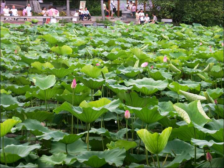 荷花池 攝影：Eva隨手拍