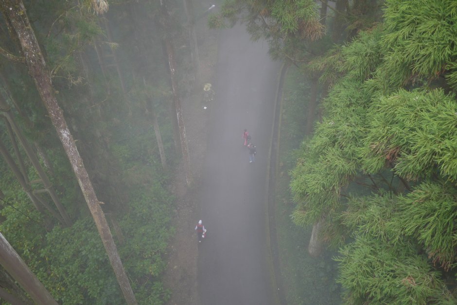 從空中走廊看林間步道 攝影：三井