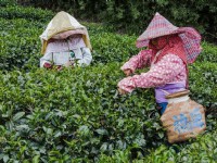 來當採茶姑娘!桃園親子景點推薦:大型溜滑梯、巧克力DIY