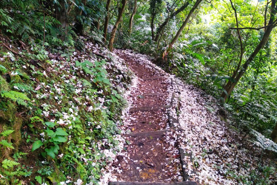 桐花公園步道飄落五月雪/LU