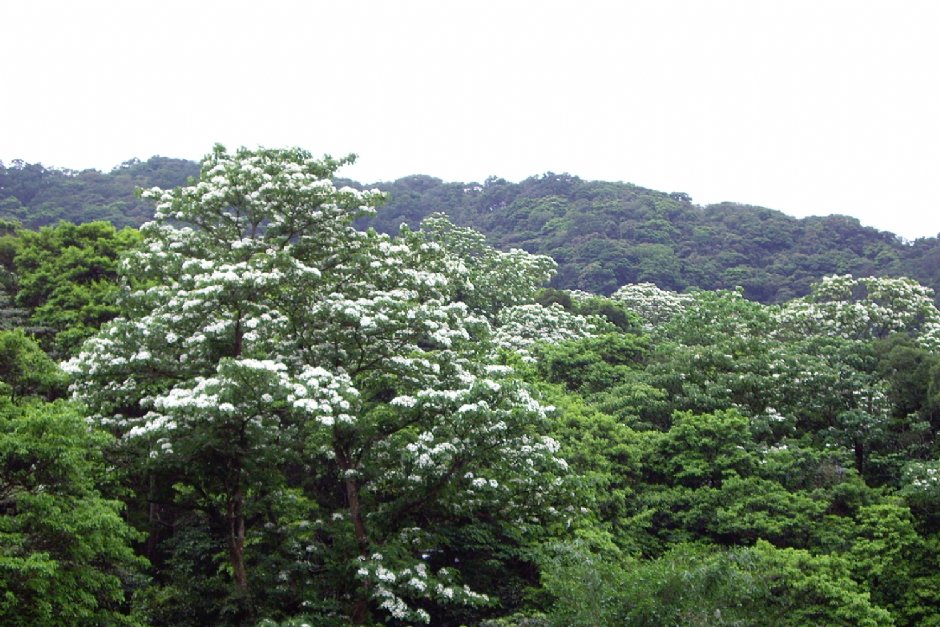 從承天禪寺遠眺/Eva隨手拍