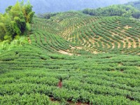 走進南投上山避暑 | 不讓日月潭、清境專美於前 竹山鹿谷美景等你來探索
