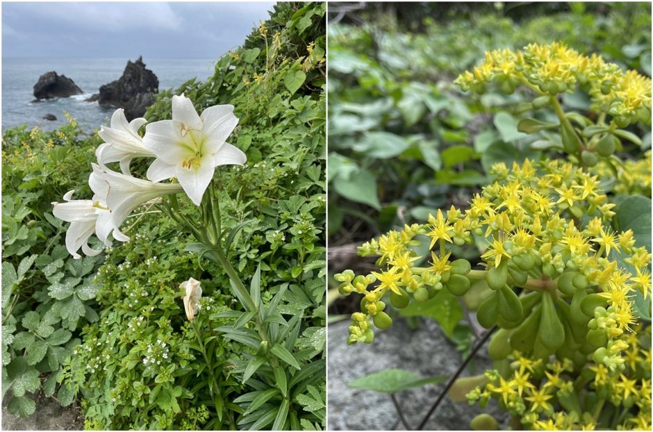 基隆嶼擁有豐富生態，每年4-5月除可見野百合、鐵砲百合(左圖)外，小巧可愛的「石板菜」(右圖)也是常見植物 / Eva隨手拍