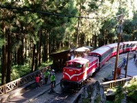 全台夏天避暑勝地(五) 阿里山樂活森呼吸
