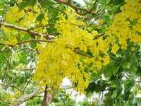 五月黃金雨 阿勃勒花季