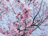 賞櫻正逢時 新北市櫻花季讓你感受幸福時光