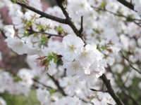 迎接花開好時節~台北陽明山花季