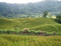花蓮金針花季~赤柯山農村、古厝與花海美景