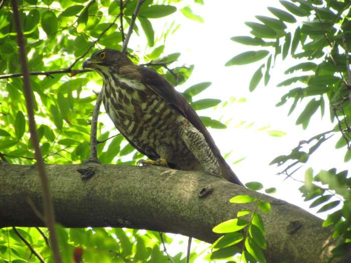鳳頭蒼鷹是都會猛禽代表物種 ©黃鐘慶