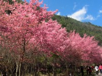 春天賞櫻季節 讓我們追櫻去