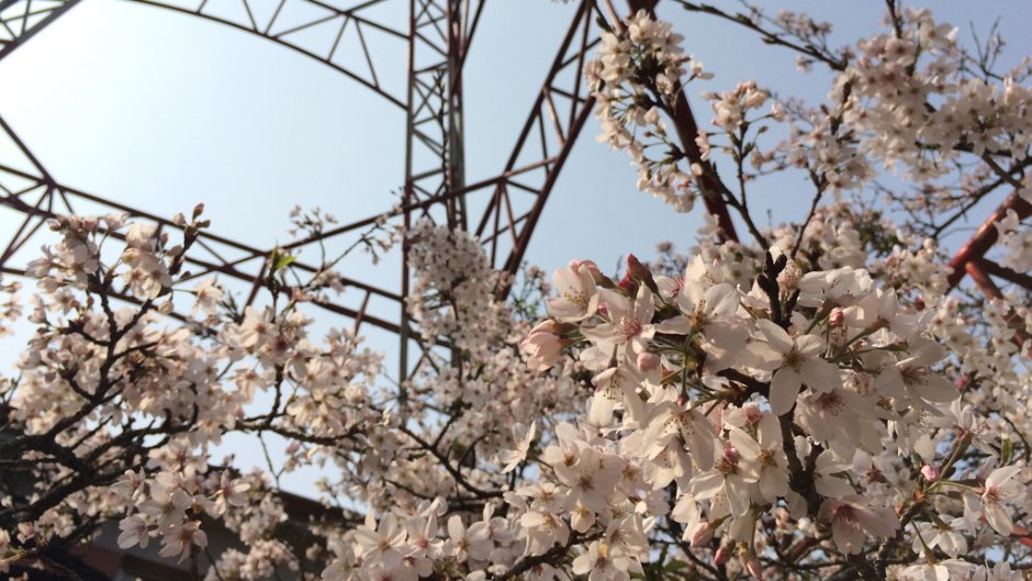 阿里山遊樂區內有許多賞櫻景點／May