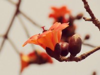 春夏白河賞花輕旅行-蓮花、木棉花 夾道歡迎你