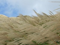 天色微涼 秋遊健行賞白色芒花海