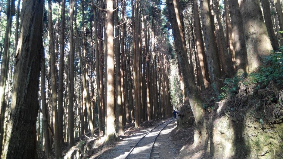高聳參天的杉木和舊鐵軌是這裡一大特色/Lu