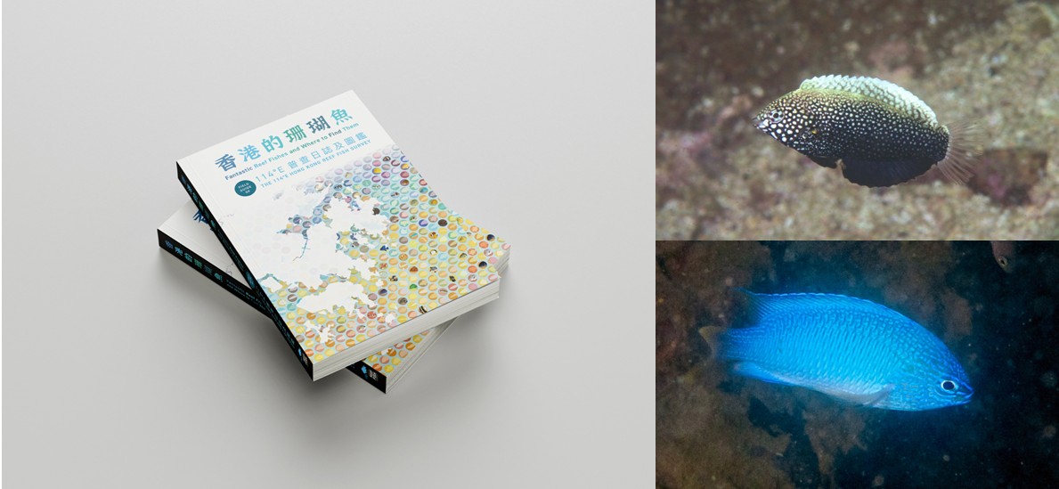 香港珊瑚魚大檢閱！《香港的珊瑚魚──114°E 普查日誌及圖鑑》輯錄香港見到的422種珊瑚魚 , 當中包括九種從未有科學文獻記載其本地分佈的香港新紀錄。