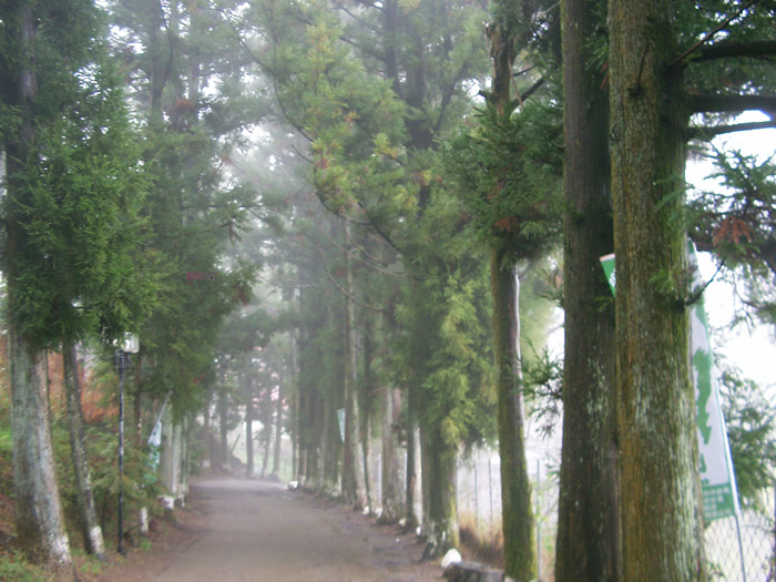 柳杉步道