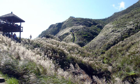 草嶺古道芒花季 草嶺古道芒花季