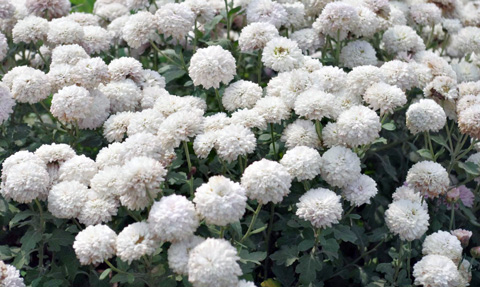 苗栗銅鑼杭菊 苗栗銅鑼杭菊